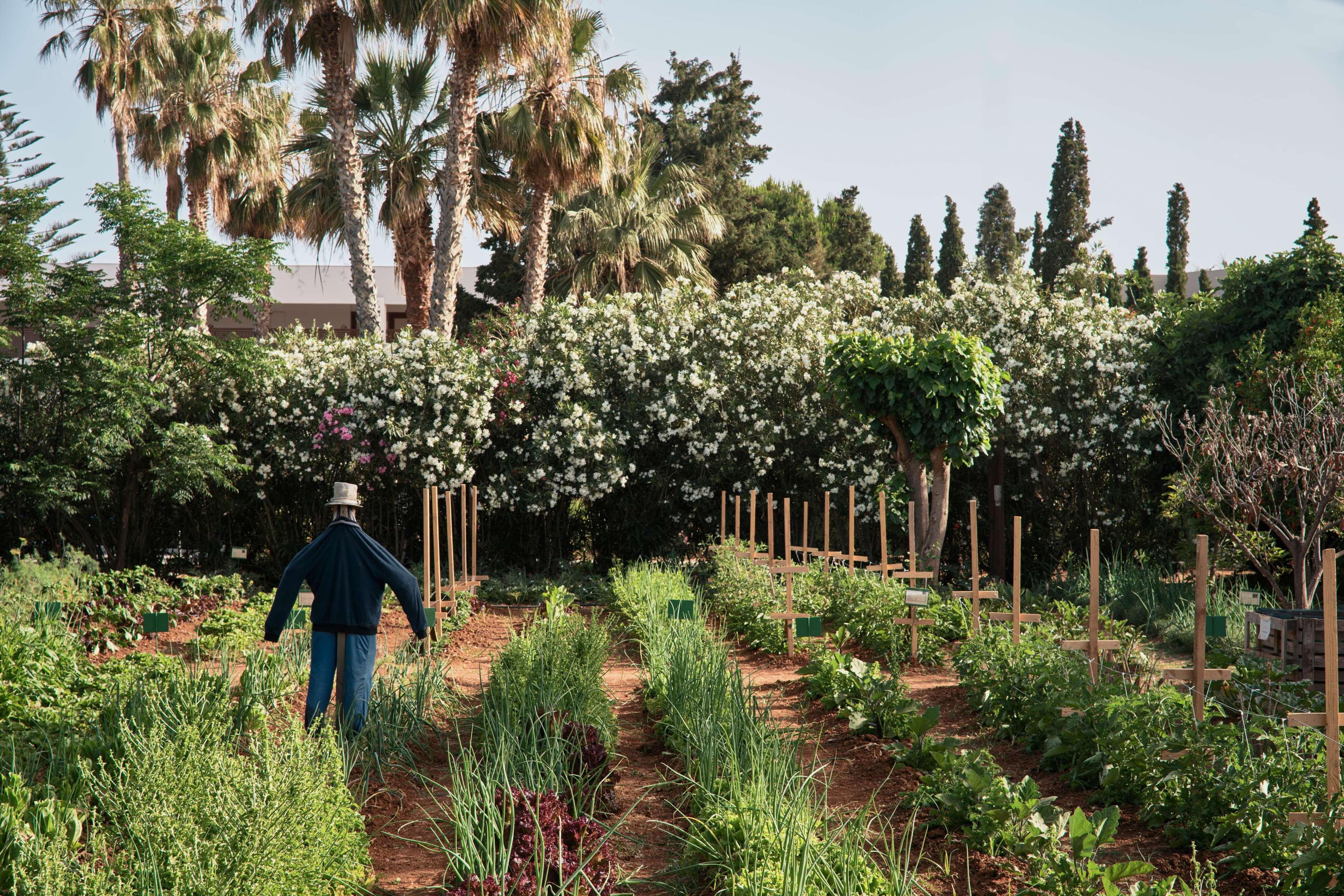 Phaea Cretan Malia, A Member Of Design Hotels エクステリア 写真
